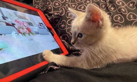 Click for full size picture - Kitten 27966 (Harlee)