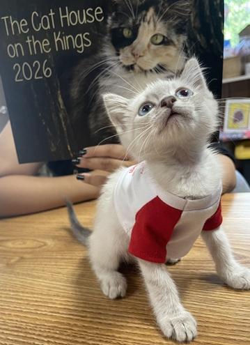 Click for full size picture - Kitten 27966 (Harlee)
