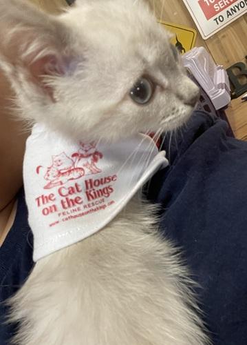 Click for full size picture - Kitten 27966 (Harlee)