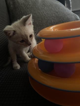 Click for full size picture - Kitten 27966 (Harlee)