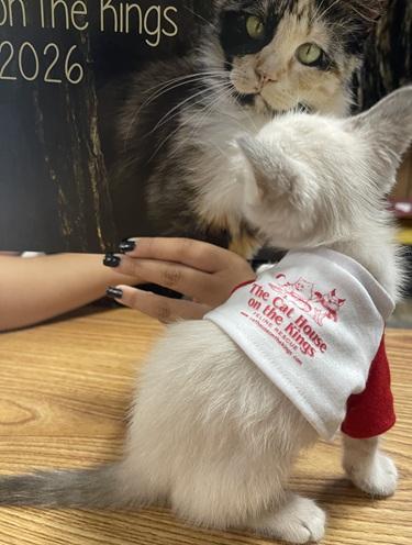 Click for full size picture - Kitten 27966 (Harlee)