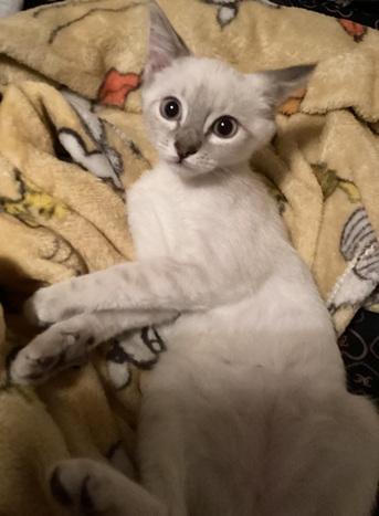Kitten 27966 (Harlee)