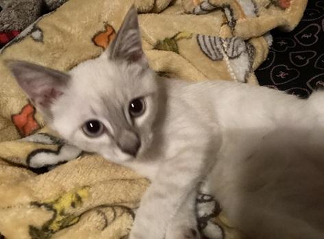 Click for full size picture - Kitten 27966 (Harlee)