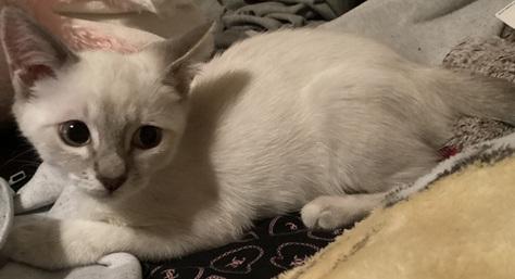Click for full size picture - Kitten 27966 (Harlee)