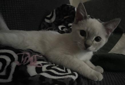Click for full size picture - Kitten 27966 (Harlee)