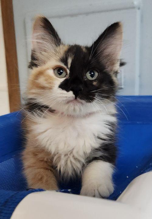 Kitten 27767 (Elena)