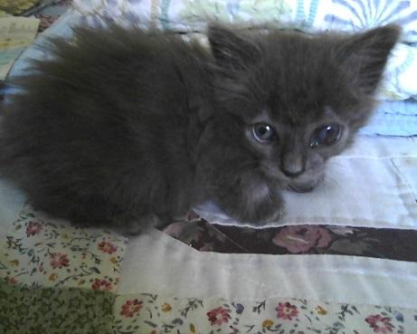 Russell - The Cat House on the Kings