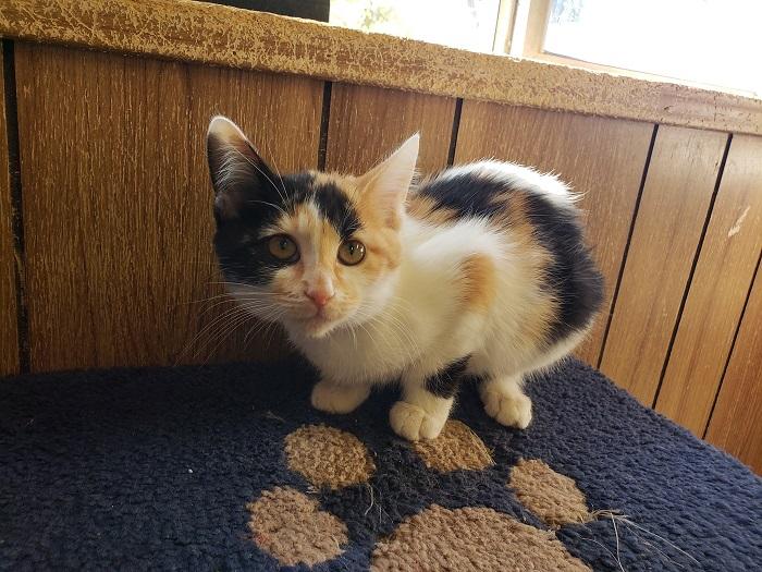 Kitten 17768 Kitten 17768