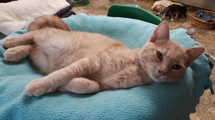 Kitten 18268 Kitten 18268