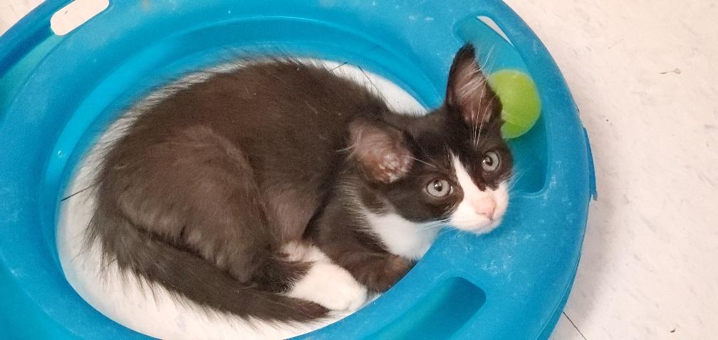 Kitten 19968 Kitten 19968
