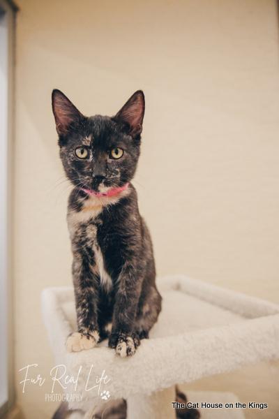Maggie Maggie