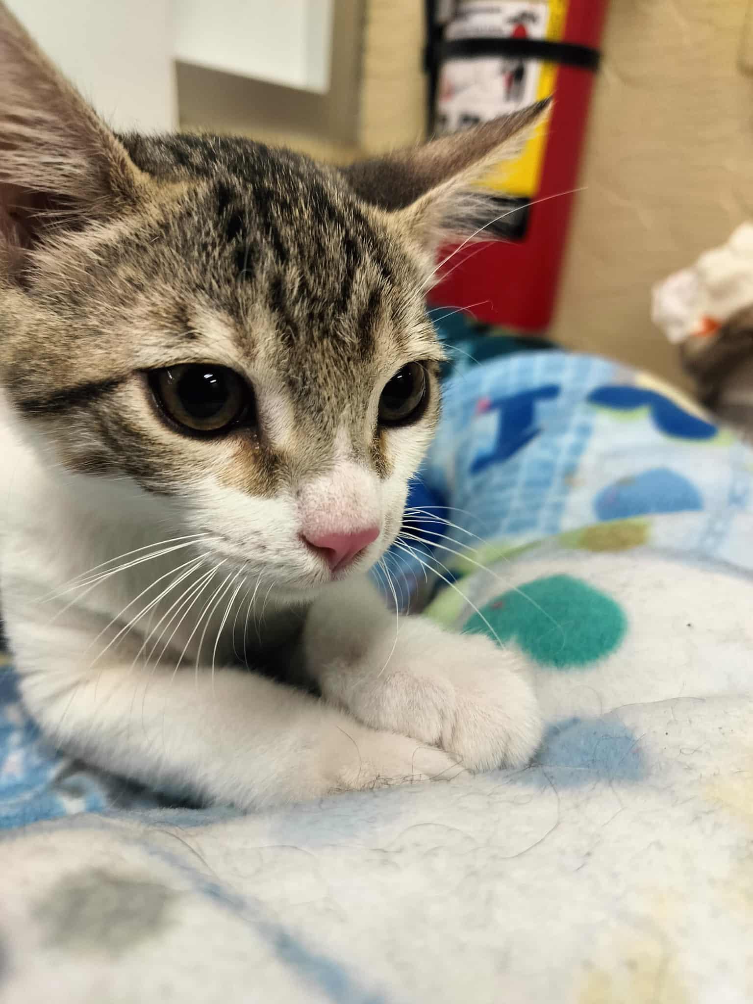 Tom