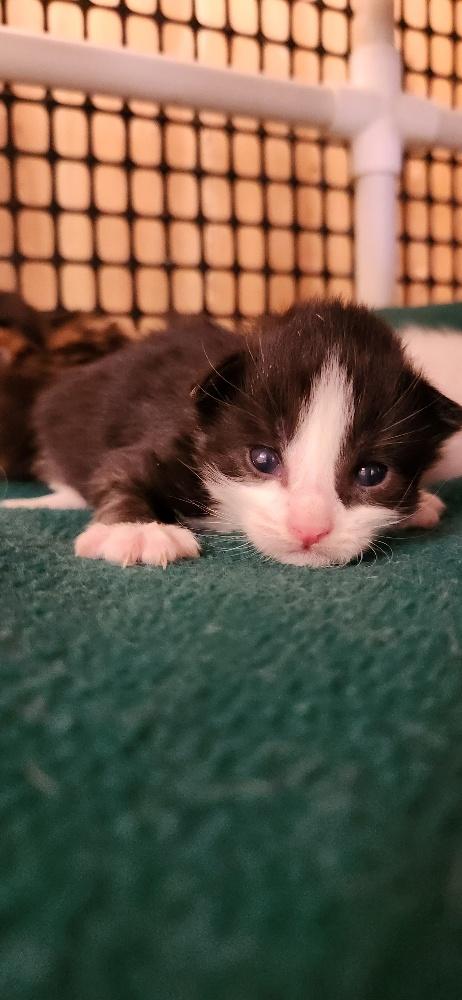 Click for full size picture - Kitten 27768 (Taz)