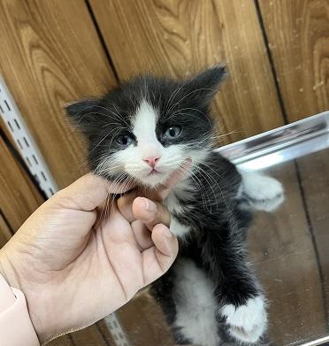 Click for full size picture - Kitten 27768 (Taz)