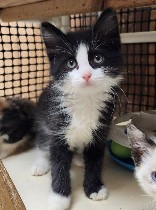 Kitten 27768 (Taz)