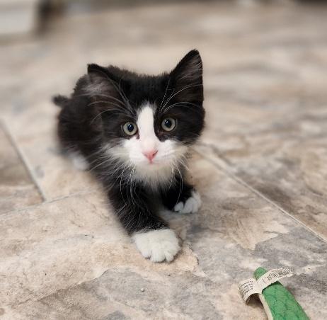 Kitten 27768 (Taz)