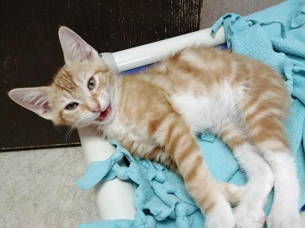 Kitten 16869 Kitten 16869