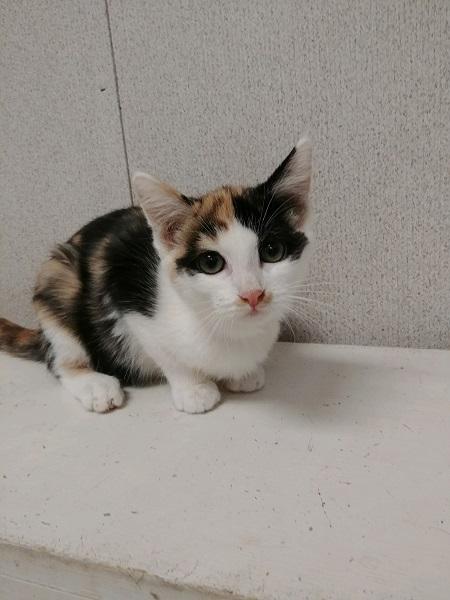 Kitten 17469 Kitten 17469