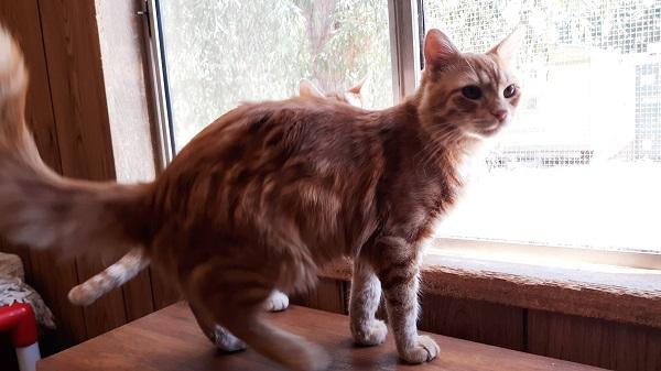 Cat 17769 (Little Man) Cat 17769 (Little Man)
