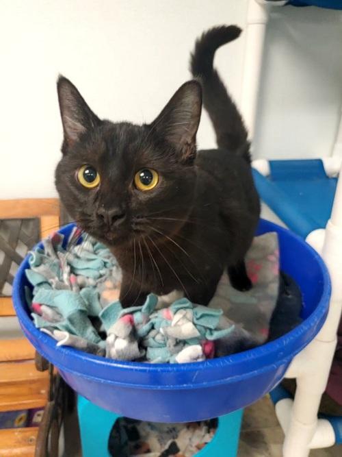 Cat 23669 (HooDoo) Cat 23669 (HooDoo)