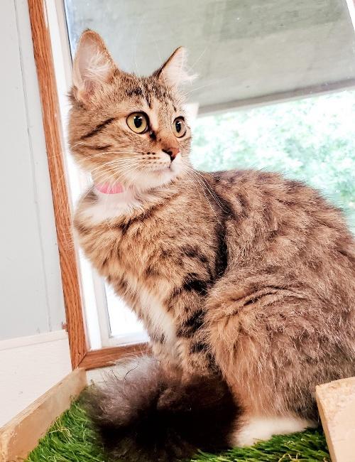Cat 23969 (Cinnamon) Cat 23969 (Cinnamon)