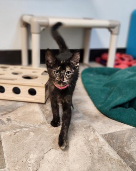 Kitten 27769 (Charlotte)