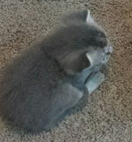 Click for full size picture - Gatsby