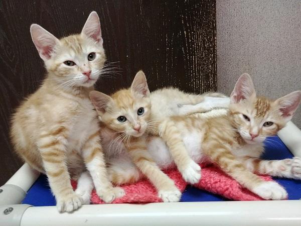 Kitten 16870 Kitten 16870