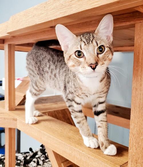Cat 22870 (Ray) Cat 22870 (Ray)
