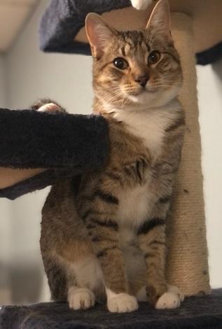 Cat 22870 (Ray) Cat 22870 (Ray)