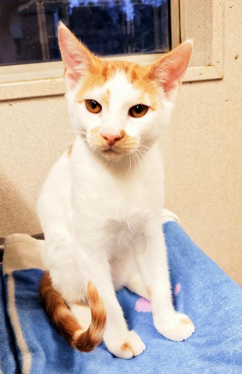 Kitten 23970 (Mickey) Kitten 23970 (Mickey)