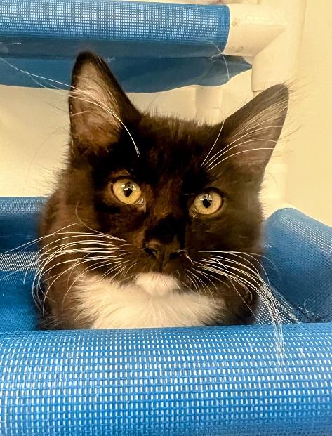 Kitten 24670 (Whitney) Kitten 24670 (Whitney)