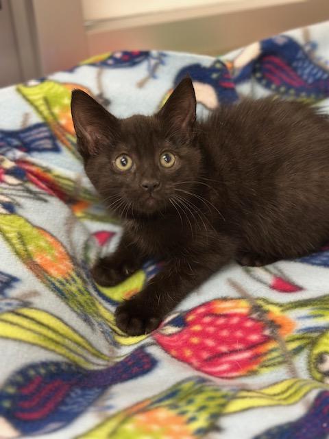 Zena
