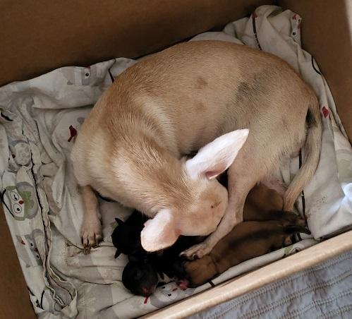 Click for full size picture - Mom Dog 27470 (Mila)