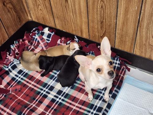 Click for full size picture - Mom Dog 27470 (Mila)