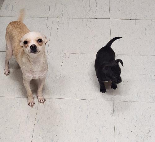 Click for full size picture - Mom Dog 27470 (Mila)