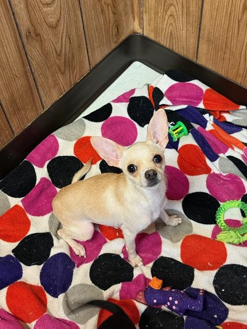 Mom Dog 27470 (Mila)