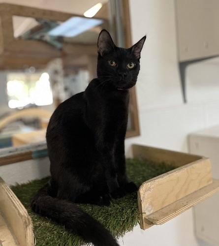Kitten 27770 (Licorice)