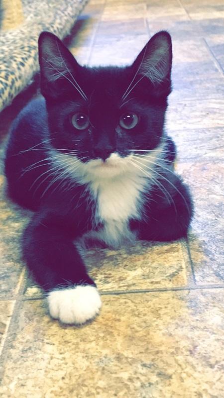 Kitten 17071 Kitten 17071