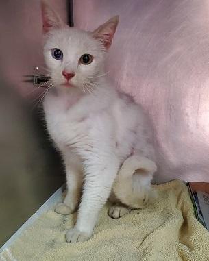 Cat 19571 (Craig)