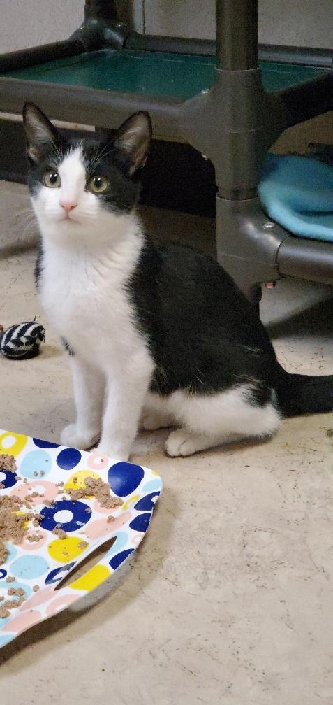 Kitten 20671 (Lloyd) Kitten 20671 (Lloyd)