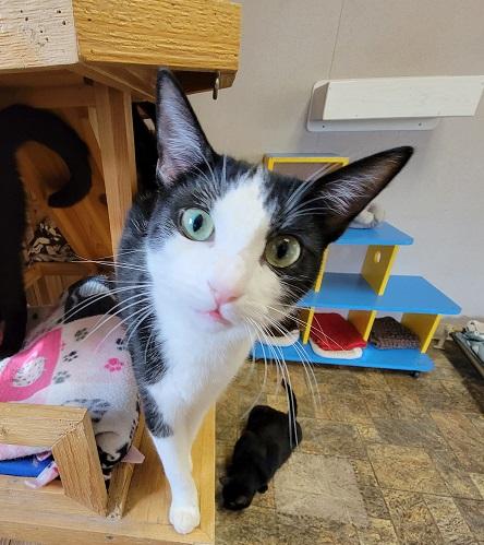 Cat 20671 (Lloyd) Cat 20671 (Lloyd)