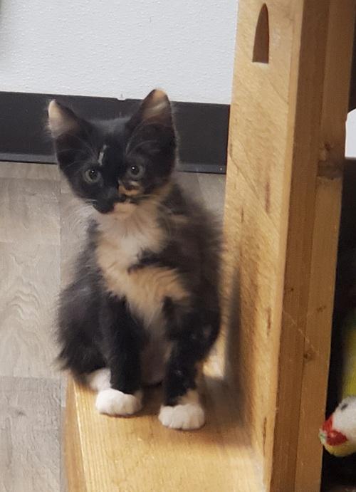 Kitten 22971 (Lacey) Kitten 22971 (Lacey)