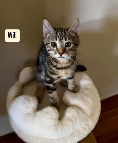 Will
