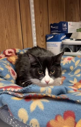 Click for full size picture - Kitten 27771 (Webster)