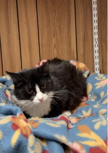 Click for full size picture - Kitten 27771 (Webster)