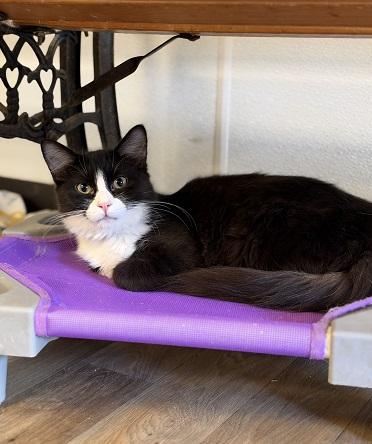 Kitten 27771 (Webster)