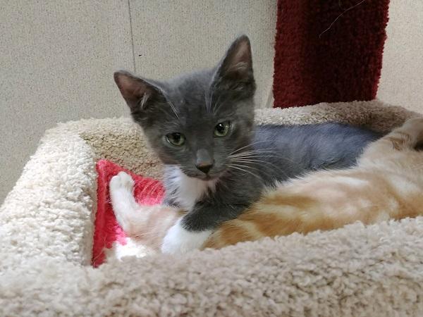 Kitten 17072 Kitten 17072