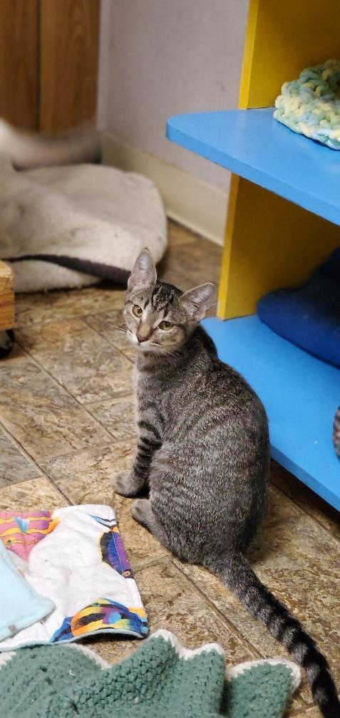 Kitten 19972 Kitten 19972