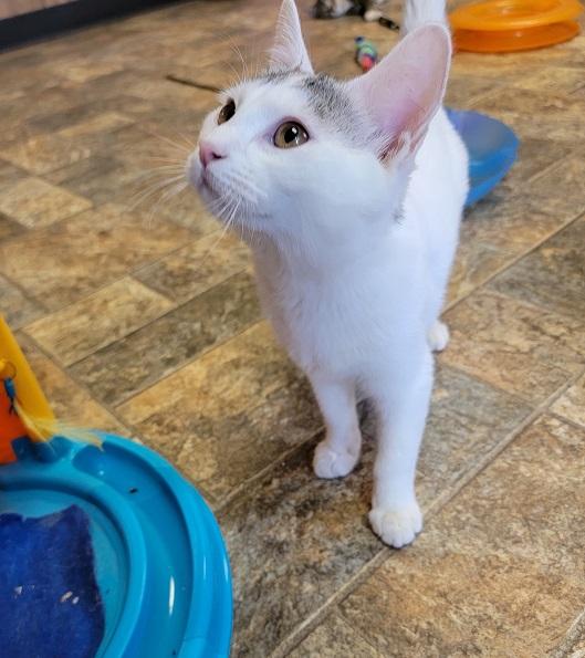 Kitten 20972 (Christy) Kitten 20972 (Christy)